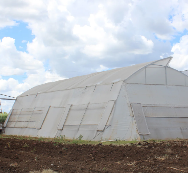 Commercial Polyhouse Farming