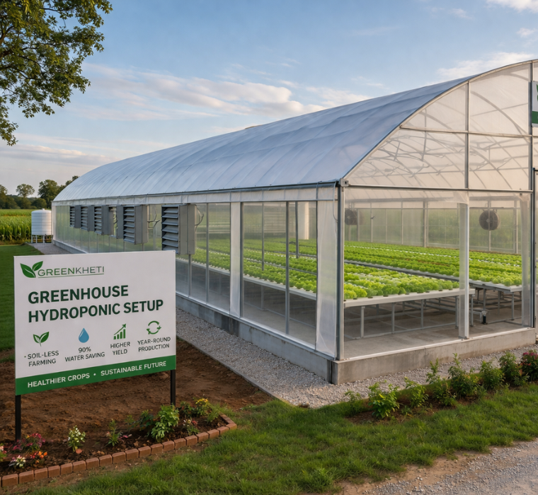 Greenhouse Hydroponic Setup